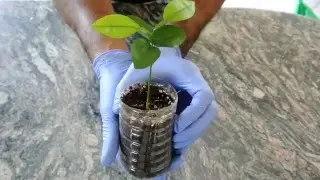 How to Grow a Lemon Tree from Seed: 2nd Update: 4 months!