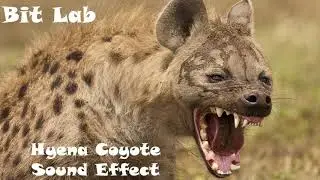 Animal Sounds: Hyena Coyote Laugh Sound Effects Cackle of Hyenas