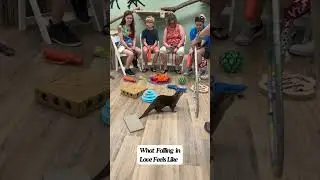 Falling In Love: Otter Meet and Greet