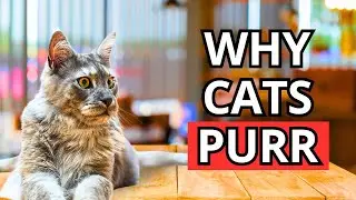 Why Cats Purr: Science, Secrets, and Hidden Messages