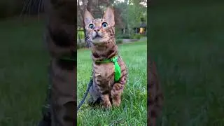🥶🐱cat lifts paw to keep warm