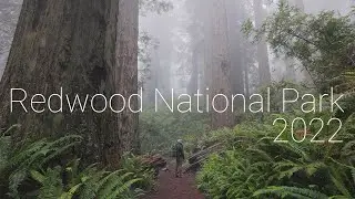 Photographing The California Redwoods 2022 | Woodland Landscape Photography | 4k