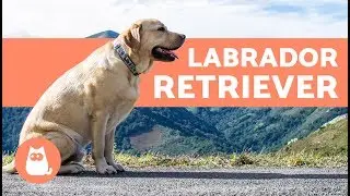 LABRADOR RETRIEVER - ¡Todo sobre la raza canina!
