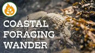 Coastal Foraging Wander - Porth Trecastell (Cable Bay)