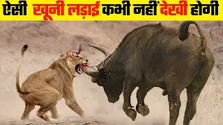 जानवरों की सबसे भयानक लड़ाई | 10 Most Dangerous Wild Animal Fights