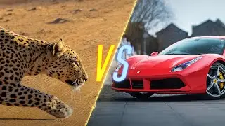 Cheetah VS Ferrari