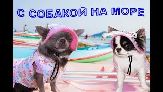 С собакой на море / все нюансы