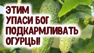 ЭТИМ УПАСИ БОГ ПОДКАРМЛИВАТЬ 🥒 ОГУРЦЫ!