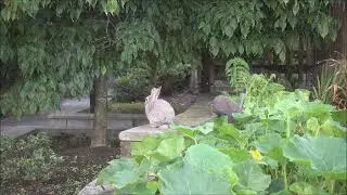 Rabbits, Tait Waterfront Neighbourhood Park, August 28, 2024