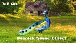 Animal Sounds: Peacock Sound effect Free Sounds