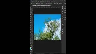 Tree selection in photoshop! 