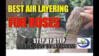 EASY AIR LAYERING ROSES  Best Way Yet! 🌹🌹🌹