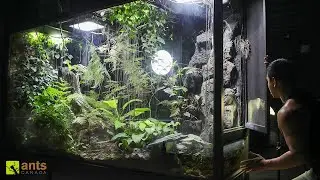 Journey Into My Giant Rainforest Vivarium