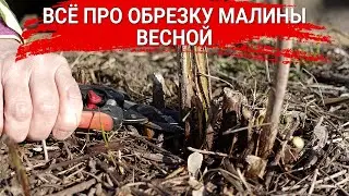 ВСЁ ПРО ОБРЕЗКУ МАЛИНЫ ВЕСНОЙ