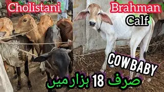 Bhains Colony Cow Mandi | Cholistani Sahiwal | Brahman Calf | Bargaining Cattle Update 26-July-2023