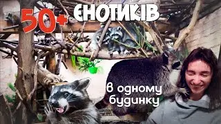 Вони ніби з тих мемчиків! Унікальний будинок єнотів. Або куди сходити в Одесі, окрім моря?