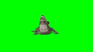 Alligator crocodile green screen 4K  video  Animation  effect 3 free download