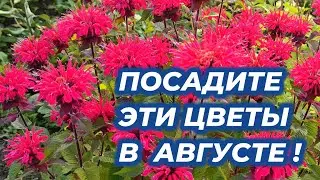 ПОСАДИТЕ ЭТИ ЦВЕТЫ В АВГУСТЕ! 3 неприхотливых многолетника которые стоит посадить в саду