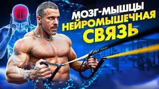 Связь мозг-мышцы существует. Думай и качай мышцы.