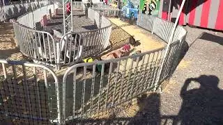 The Bacon Lives