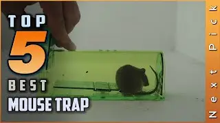 Top 5 Best Mouse Traps Review in 2023