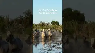 Running of the Camargue Horses