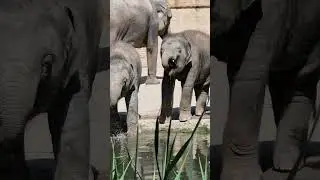 Zaya & Akito trinken 🐘 Zoo Leipzig 8-2024