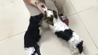 Touching story when the mother dog looking for food to feed the disabled puppy