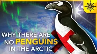 Why There Are NO Penguins in the Arctic | Island Biogeography 2