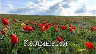 Фестиваль тюльпанов. Калмыкия.