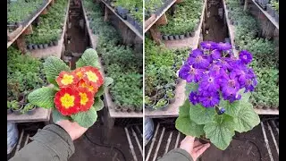 Как сохранить подаренный цветок на 8 марта. Примула / Цинерария