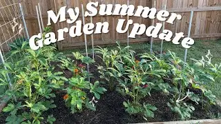 My Summer Garden 🪴 Update