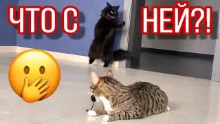 РЕАКЦИЯ КОТИКОВ на мышек🐱🐭/ Багира УДИВИЛА! 😁Влог от папы