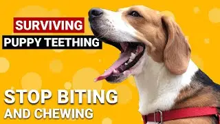 5 Ways to Help your Teething Beagle Puppy