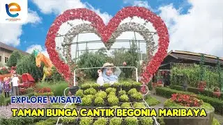 WISATA BANDUNG KEBUN BEGONIA MARIBAYA | TAMAN BUNGA CANTIK & EKSOTIS DI LEMBANG - BANDUNG