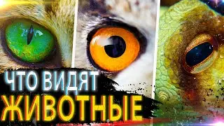 ЧТО ВИДЯТ ЖИВОТНЫЕ