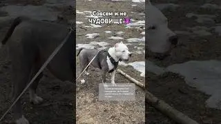 Амстафф Бой не чудовище 😈 