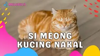 🔴 LAGU SI MEONG KUCING LUCU - Lagu Anak Kecil | Lagu Anak Indonesia | Lagu Anak Balita | Lagu Anak