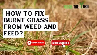 How to Fix Burnt Grass from Weed and Feed:?