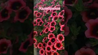 Чем заменить петунию #shorts #trending #short #youtubeshorts #nature #shortvideo #flowers #природа