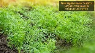 Как сажать укроп семенами