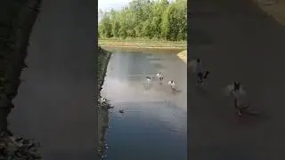 Drone Chase Geese Taking Flight