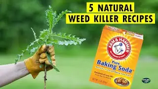 How to Kill Weeds Naturally | 5 Homemade Natural Weed Killer Recipes