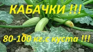 Как вырастить 80-100 кг кабачков с куста, с ранней весны, и до поздней осени !!!