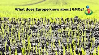 What Europe knows about GMOs that we don't!