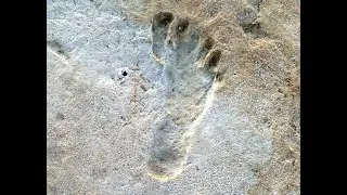 Ancient Footprints in NM Suggest Human Occupation 23,000 Years Ago Predating Clovis by 10,000 Years