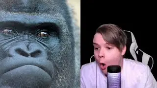 каша разучился говорить