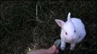 A 2 1/2 Week-Old Bunny