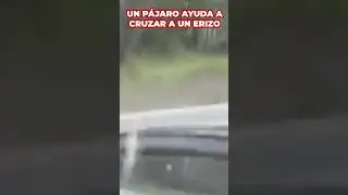 Un PÁJARO ayuda a cruzar a un ERIZO