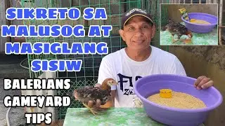 SIKRETO SA MALUSOG AT MASIGLANG SISIW || BALERIANS GAMEYARD